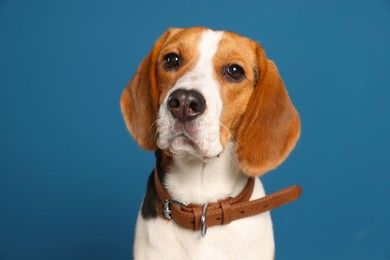 Photo of Adorable Beagle dog in stylish collar on dark blue background