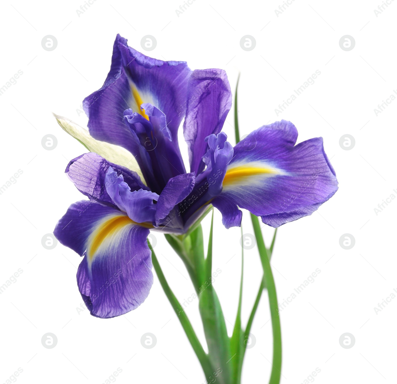 Photo of Beautiful violet iris flower isolated on white