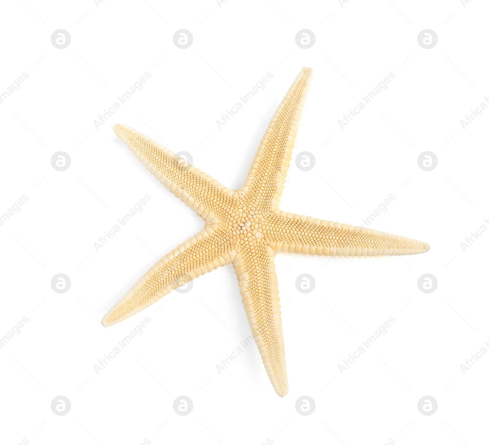 Photo of Beautiful starfish on white background, top view. Beach object