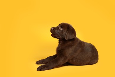 Photo of Cute chocolate Labrador Retriever puppy on yellow background