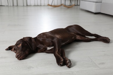 Photo of Cute German Shorthaired Pointer dog resting on warm floor. Heating system