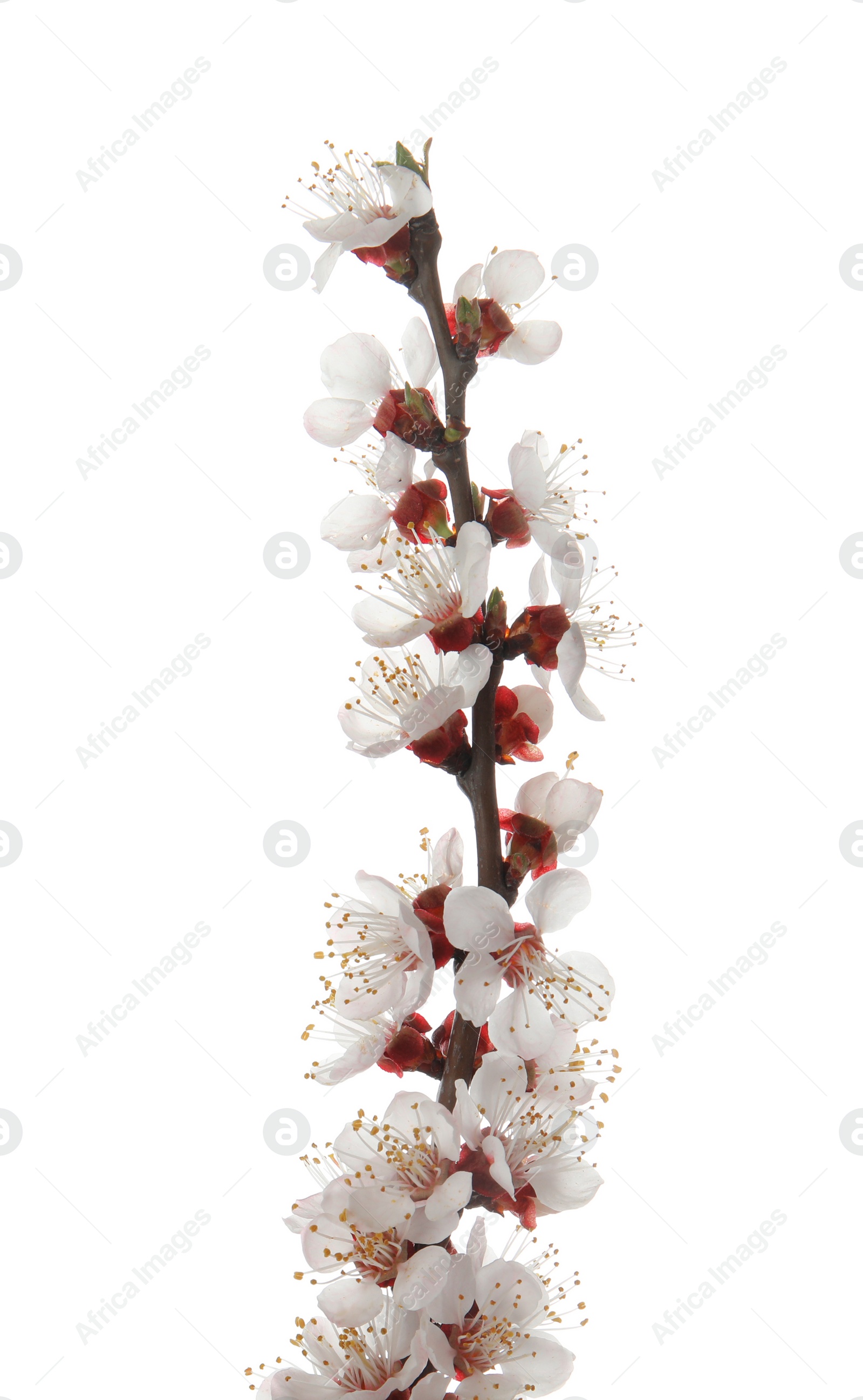 Photo of Beautiful blossoming apricot tree branch on white background