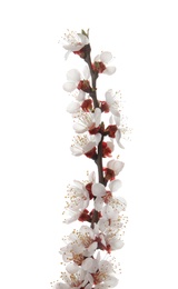 Beautiful blossoming apricot tree branch on white background