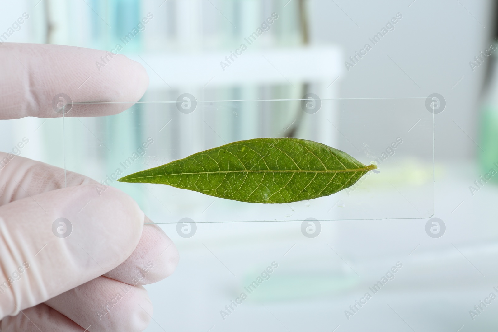 Photo of Scientist holding glass slide with leaf in laboratory, closeup