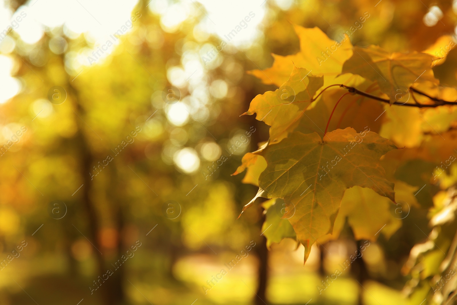 Photo of Tree in park, focus on autumn leaves. Space for text