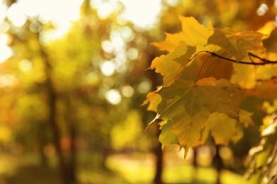 Photo of Tree in park, focus on autumn leaves. Space for text