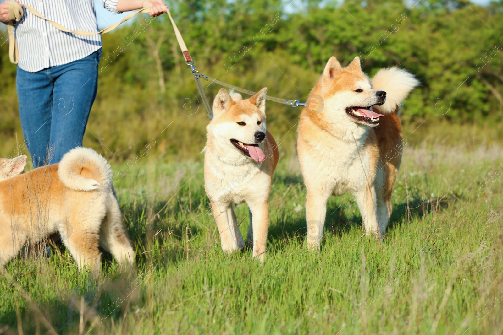 Photo of Young woman walking her adorable Akita Inu dogs in park