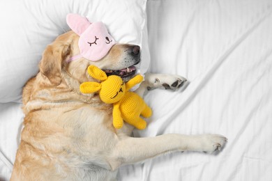 Photo of Cute Labrador Retriever with sleep mask and crocheted bunny resting on bed, top view