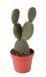 Photo of Beautiful green Opuntia cactus in pot on white background