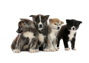 Photo of Cute Akita inu puppies on white background. Friendly dogs