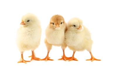 Photo of Cute chicks isolated on white. Baby animals