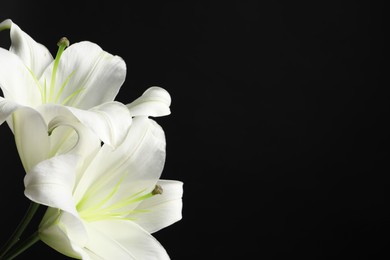 Photo of Beautiful white lily flowers on black background, closeup. Space for text