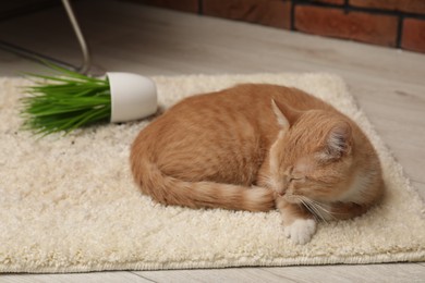 Photo of Cute ginger cat near overturned houseplant on carpet at home
