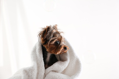 Photo of Cute Yorkshire terrier wrapped in towel on light background