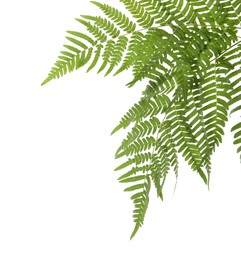 Photo of Beautiful tropical fern leaves on white background