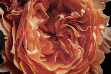 Photo of Beautiful rose as background, closeup. Floral card design with dark vintage effect