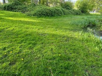Photo of Beautiful view of green grass in park