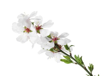 Photo of Tree branch with beautiful blossoms isolated on white. Spring season
