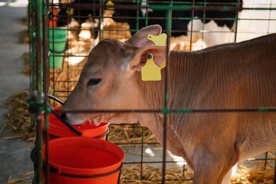 Photo of Pretty little calf drinking water on farm. Animal husbandry