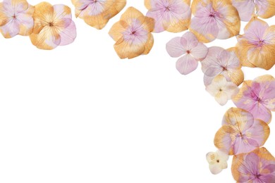 Photo of Wild dried meadow flowers on white background, top view