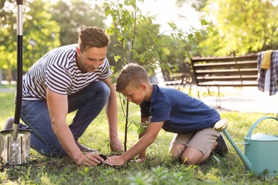 Photo of Dad and son planting tree in park on sunny day
