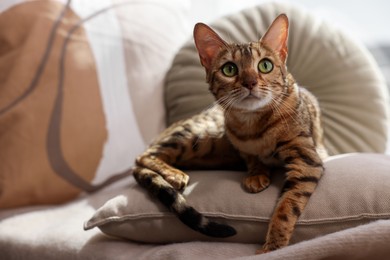 Photo of Cute Bengal cat lying on windowsill at home. Adorable pet