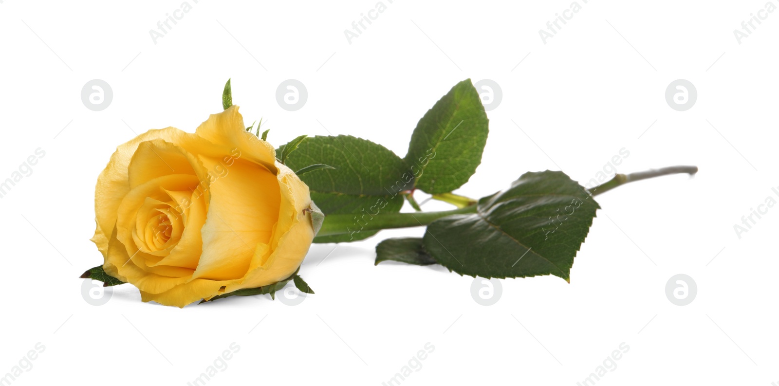 Beautiful fresh yellow rose isolated on white Photo of Beautiful fresh yellow rose isolated on white