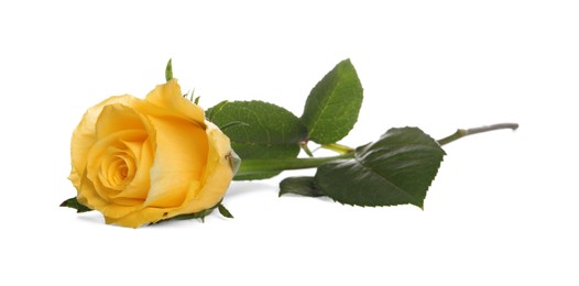 Photo of Beautiful fresh yellow rose isolated on white