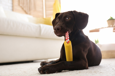 Photo of Cute German Shorthaired Pointer dog playing with toy at home