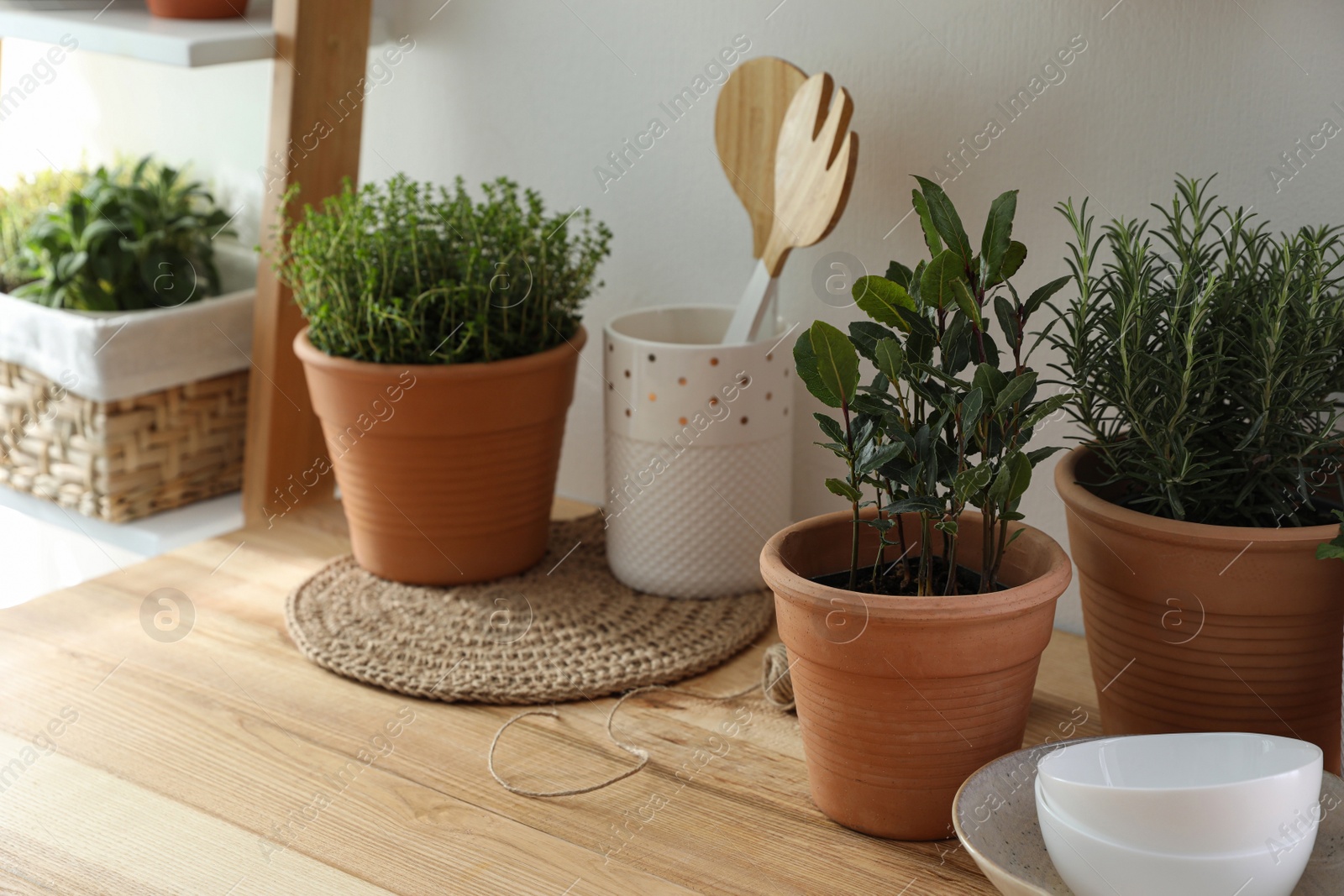 Photo of Different aromatic potted herbs on wooden table indoors