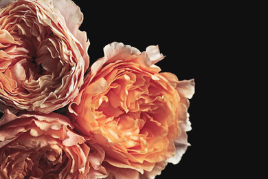 Photo of Beautiful roses on black background, closeup. Floral card design with dark vintage effect