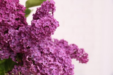 Photo of Beautiful blooming lilac flowers against white background, closeup. Space for text