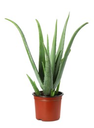 Photo of Beautiful potted aloe vera isolated on white