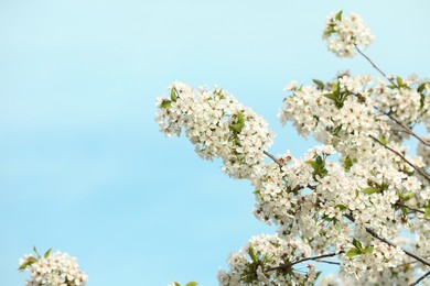 Photo of Tree with beautiful white blossom outdoors on spring day
