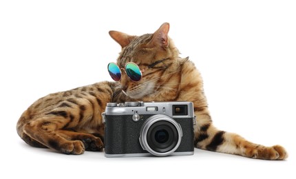 Photo of Cute Bengal cat with sunglasses and camera on white background