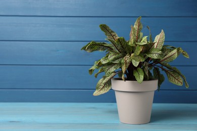 Photo of Potted sorrel plant on light blue wooden table. Space for text