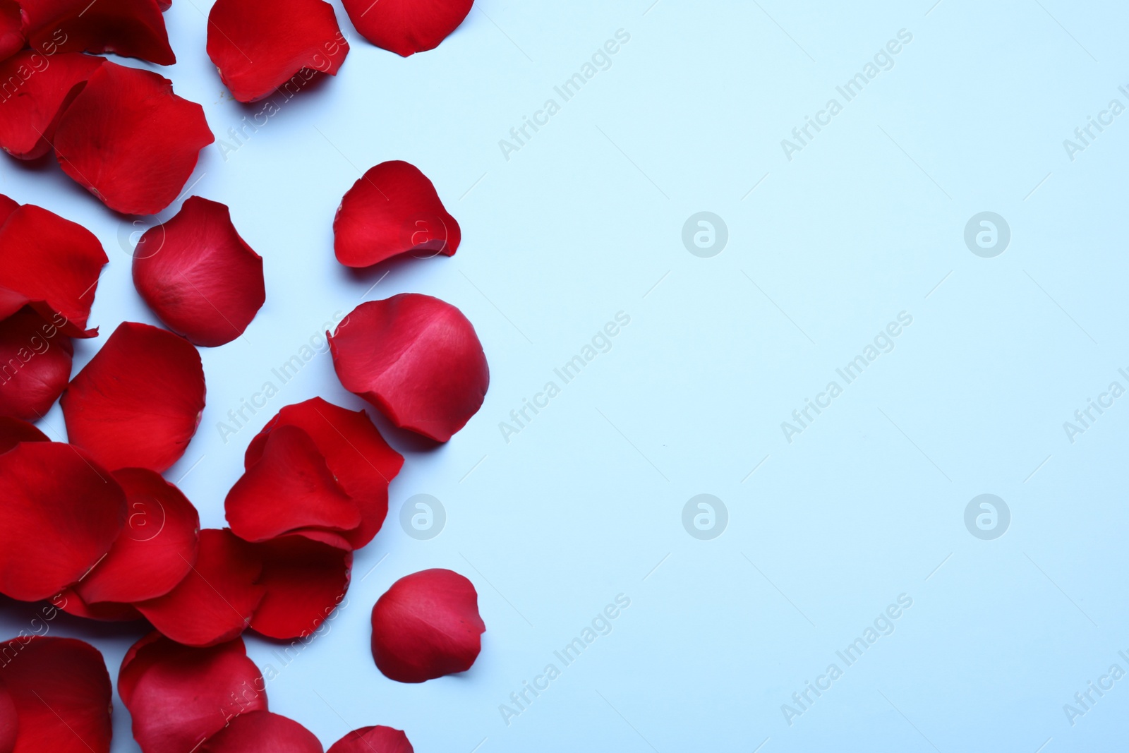 Photo of Beautiful red rose flower petals on light blue background, flat lay. Space for text