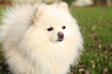 Photo of Cute fluffy Pomeranian dog on green grass outdoors, space for text. Lovely pet