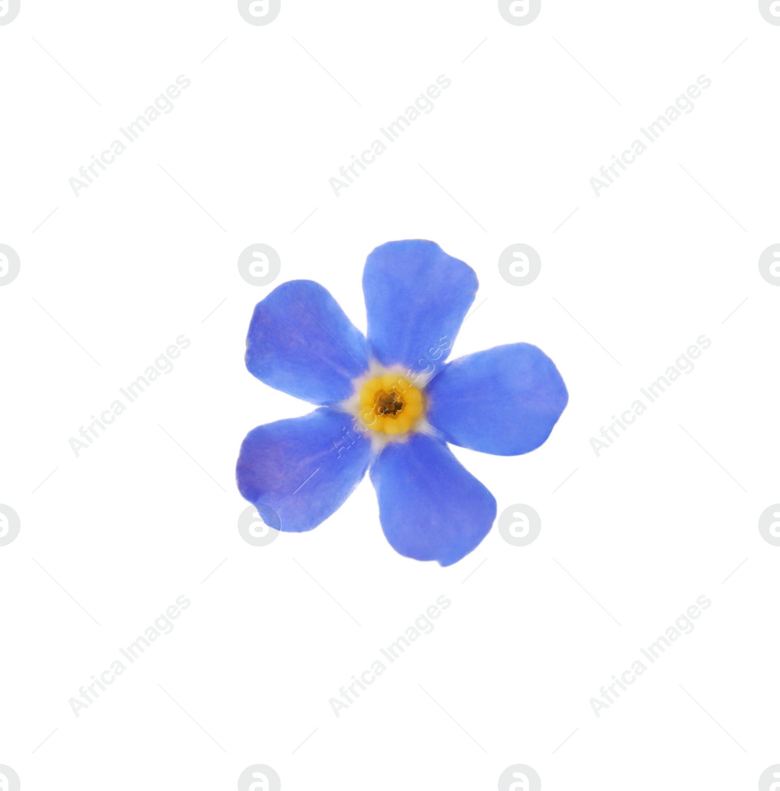 Photo of Beautiful blue Forget-me-not flower isolated on white