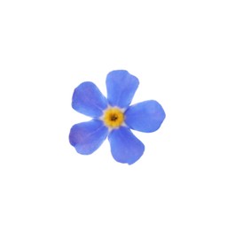 Beautiful blue Forget-me-not flower isolated on white