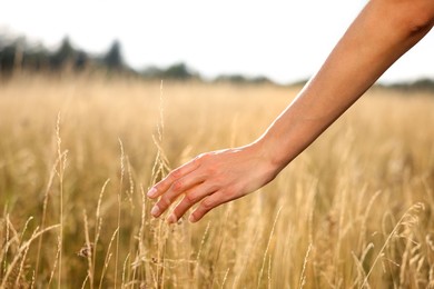 Photo of Feeling freedom. Woman walking through meadow and touching reed grass, closeup