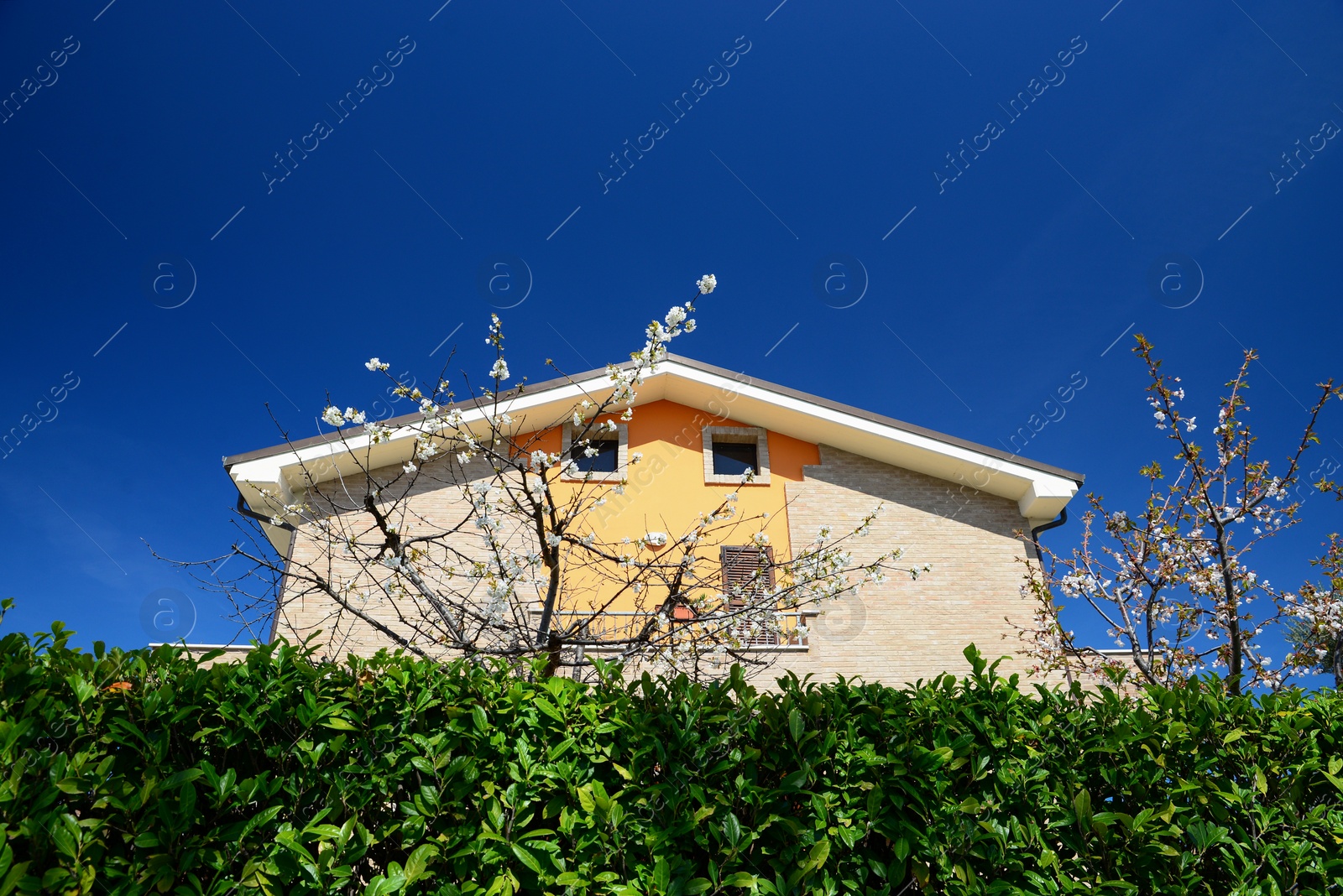 Photo of Beautiful blooming trees and green hedge near house on sunny spring day, low angle view