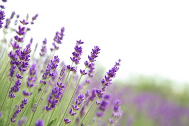 Photo of Beautiful blooming lavender growing outdoors, closeup. Space for text