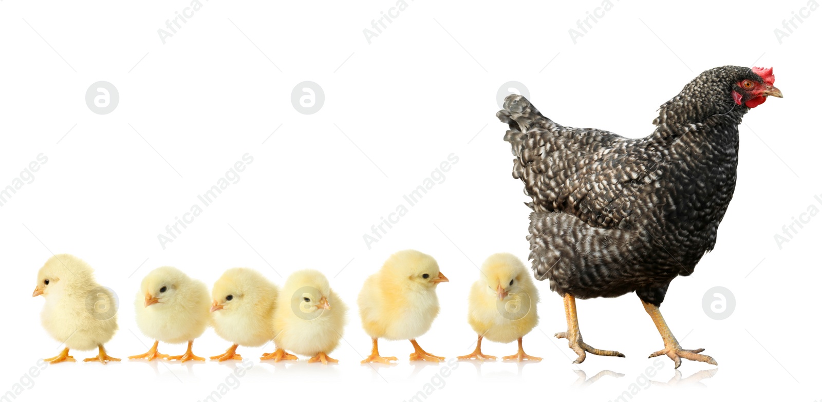 Image of Hen with cute chickens on white background