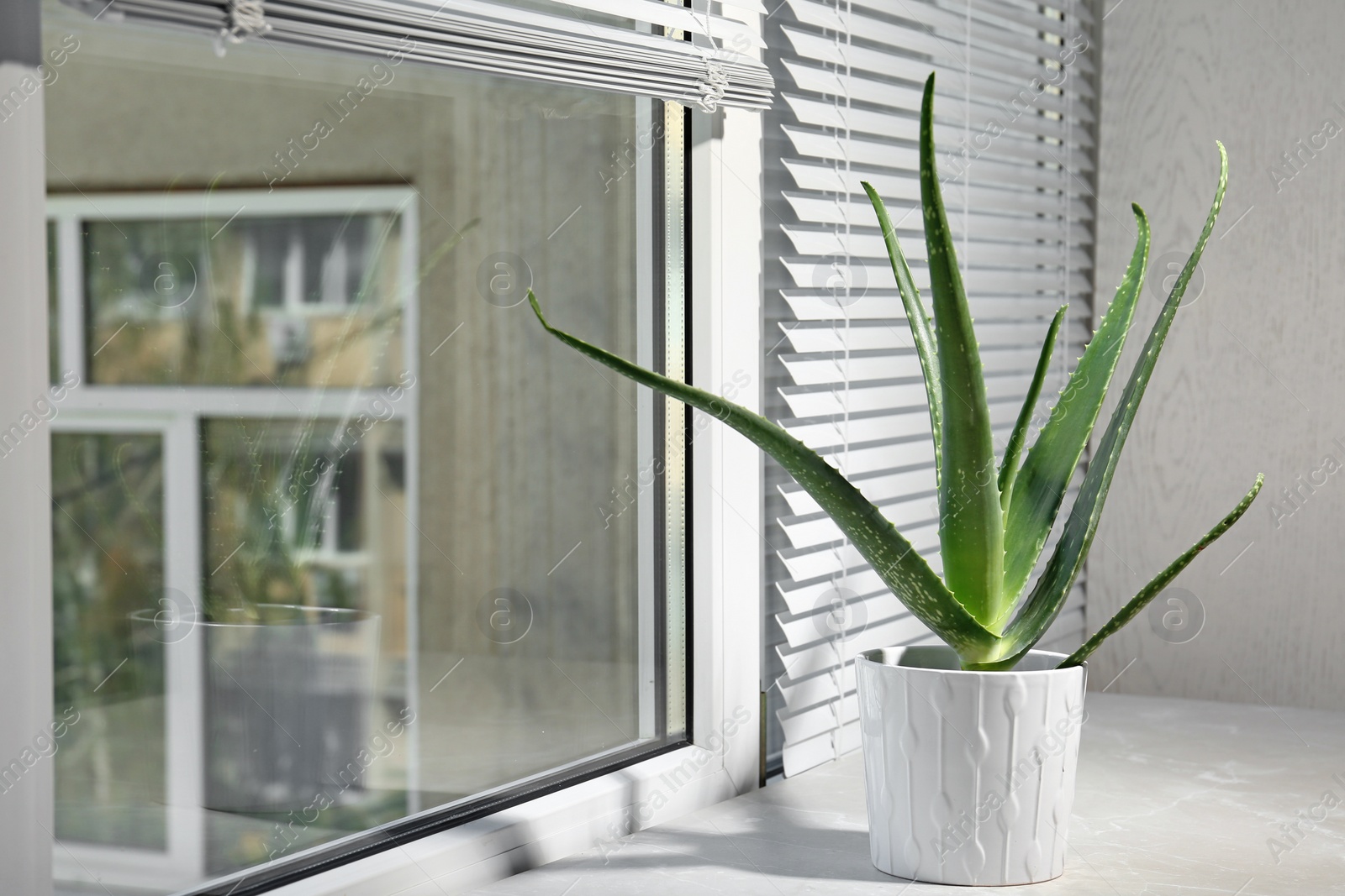 Photo of Potted aloe vera plant on windowsill in room. Space for text