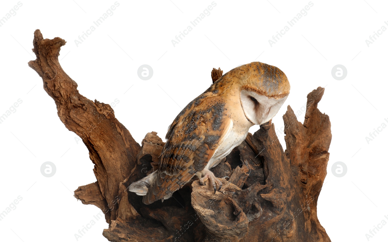 Photo of Beautiful common barn owl on tree against white background