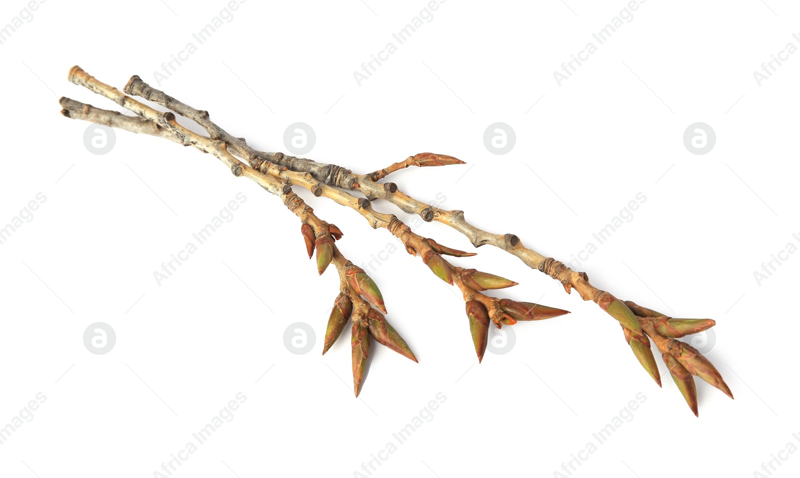 Photo of Tree twigs with buds isolated on white