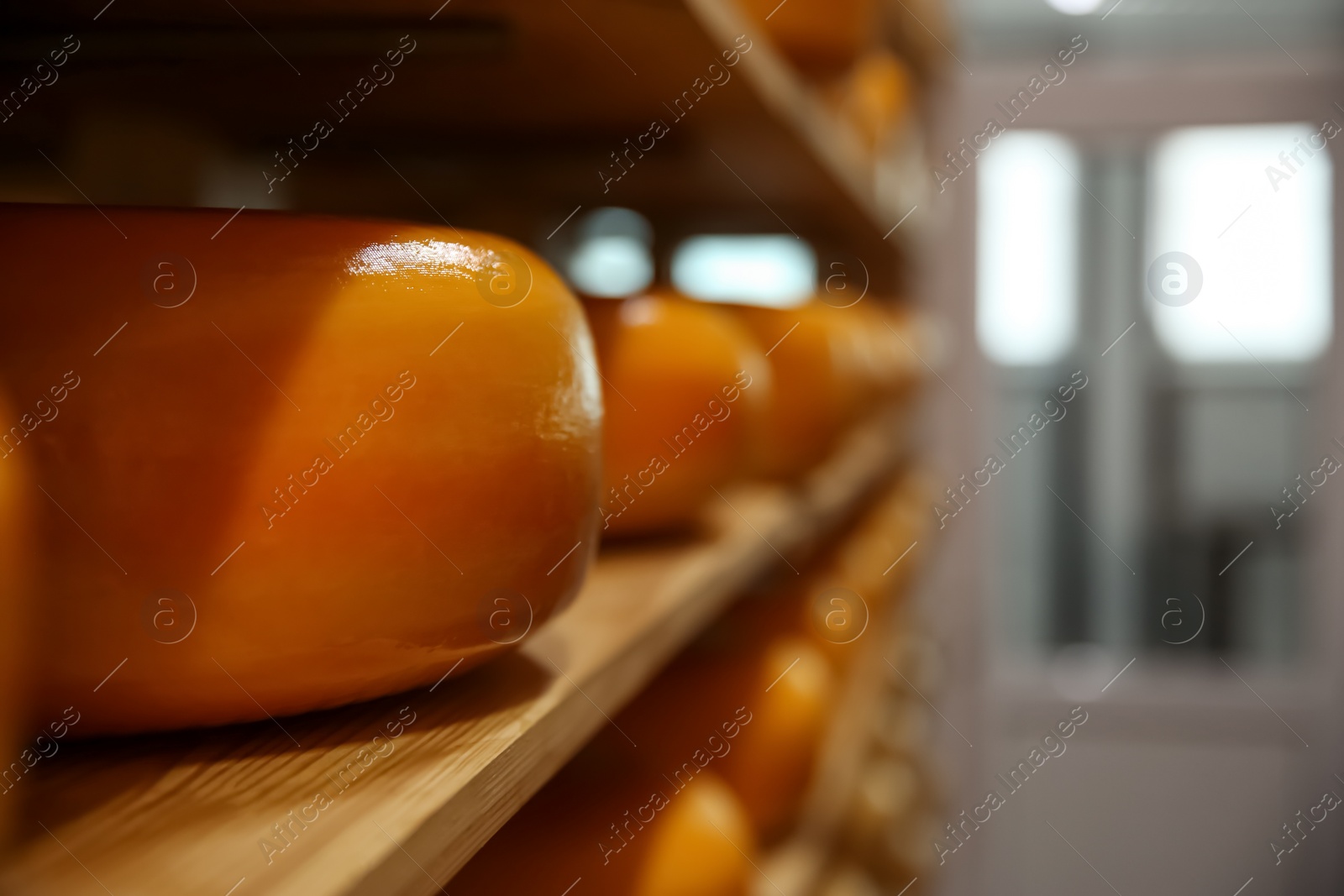 Photo of Fresh cheese heads on rack in factory warehouse, closeup. Space for text