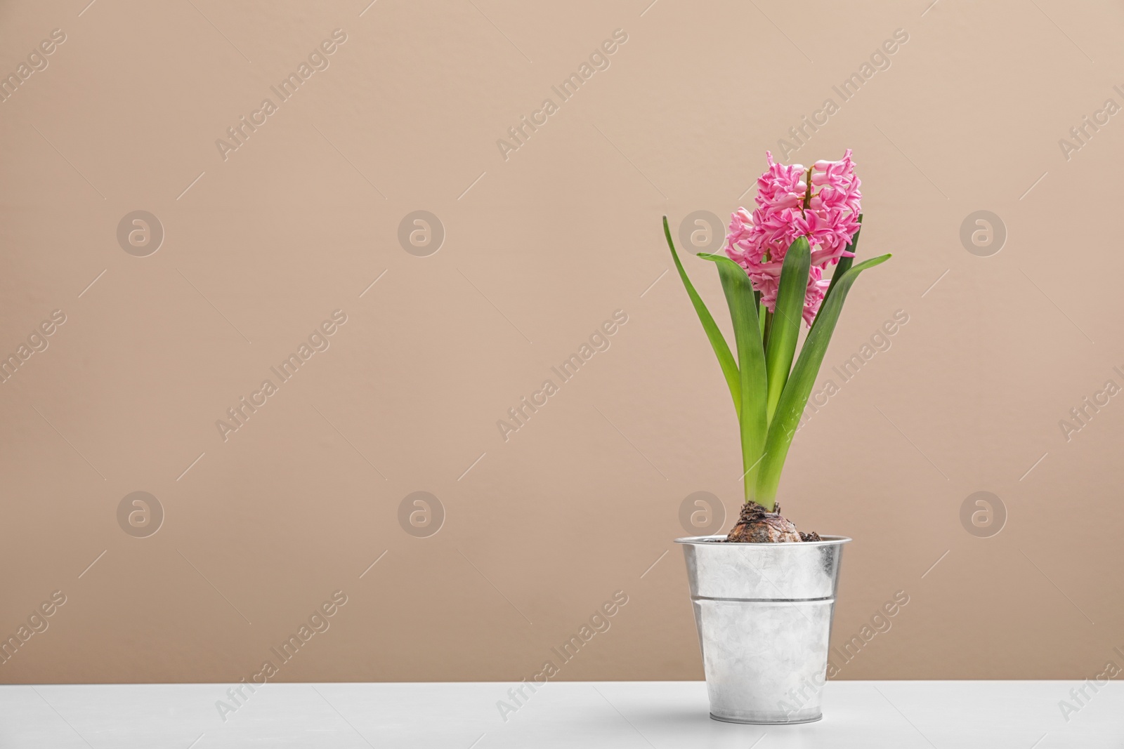 Photo of Beautiful hyacinth in metal bucket on table against color background, space for text. Spring flowers