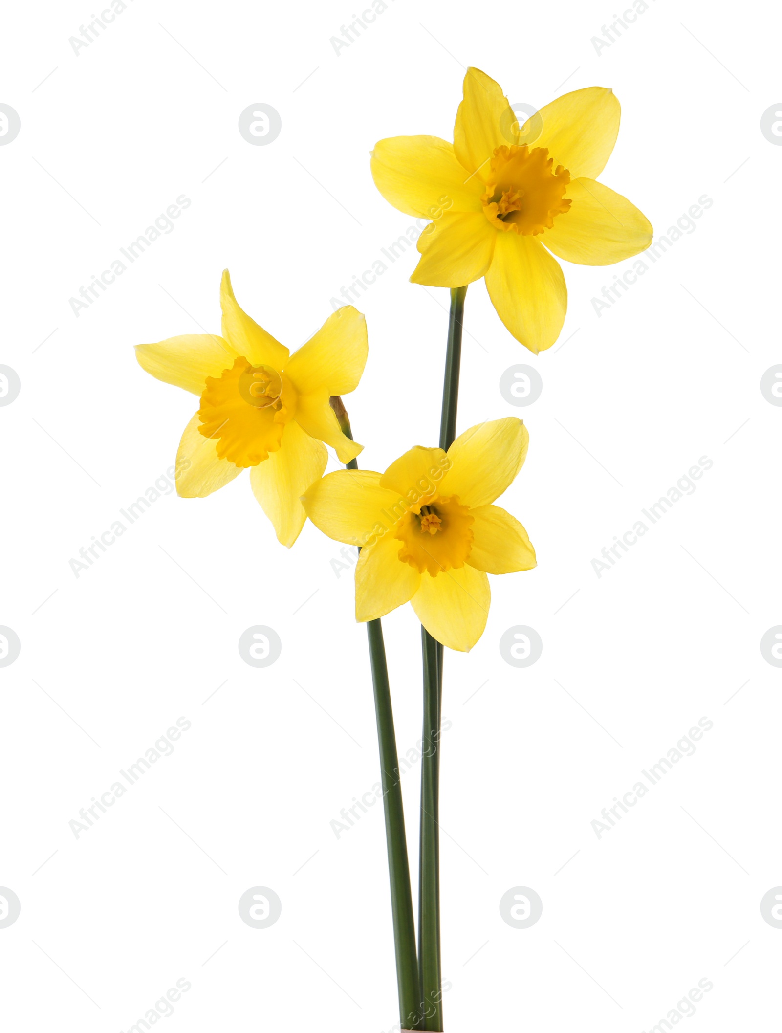 Photo of Beautiful blooming yellow daffodils on white background